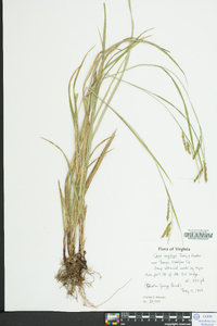 Carex oxylepis image