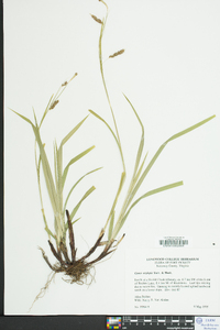 Carex oxylepis image