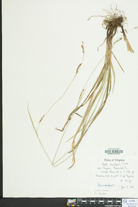 Carex oxylepis image