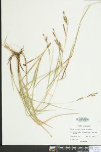 Carex oxylepis image