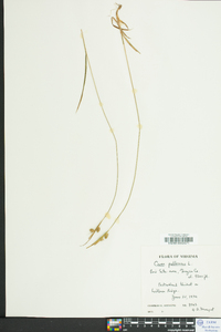 Carex pallescens image