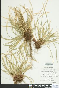 Carex pedunculata image