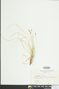 Carex albicans var. australis image