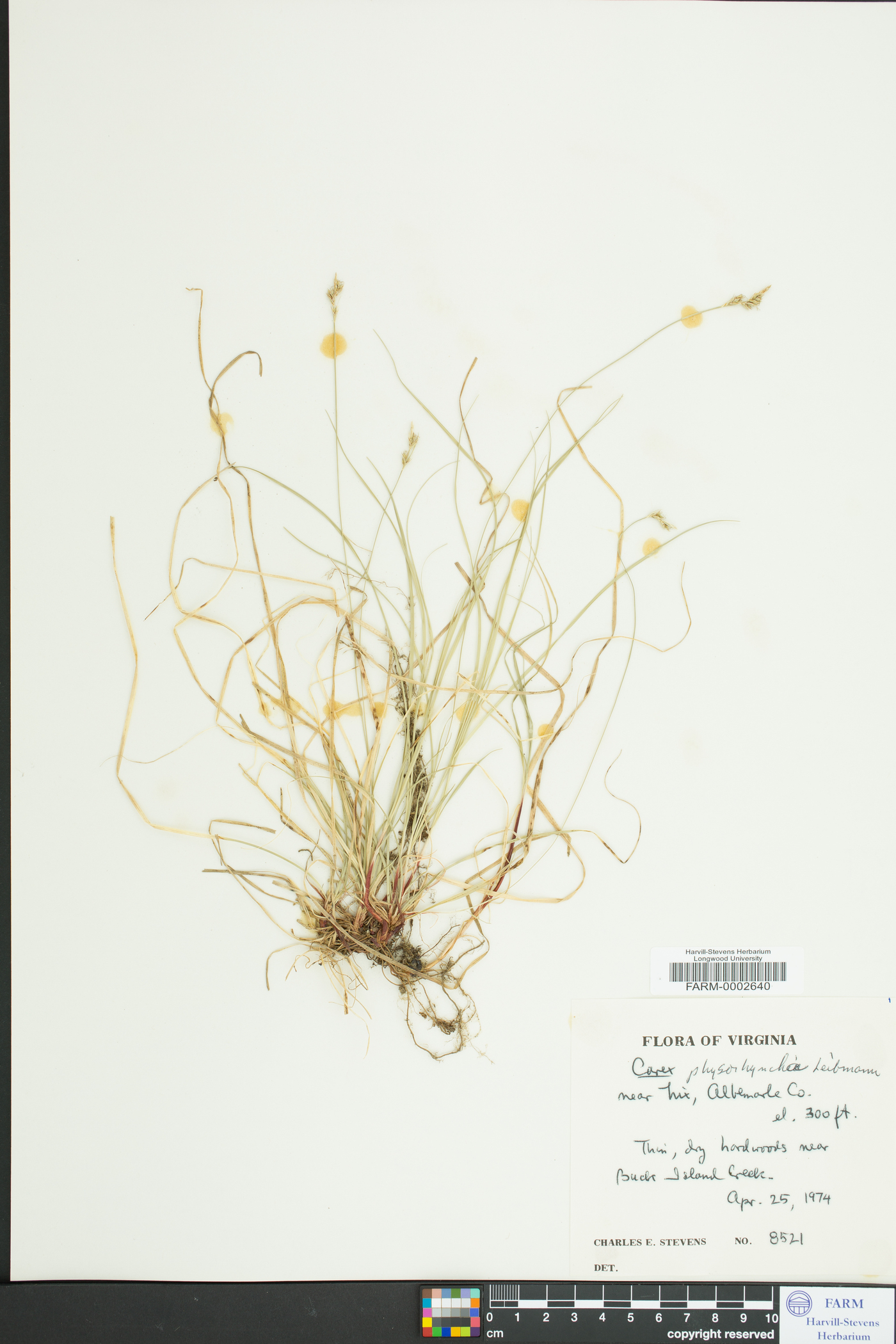 Carex albicans var. australis image
