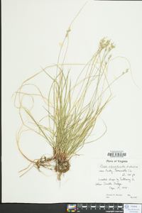 Carex albicans var. australis image