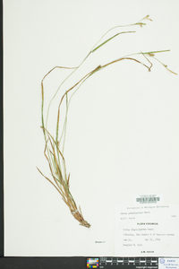 Carex planispicata image