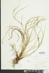 Carex planispicata image