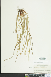 Carex planispicata image