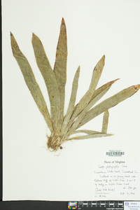 Carex platyphylla image