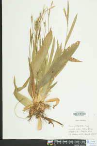 Carex platyphylla image