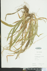 Carex platyphylla image