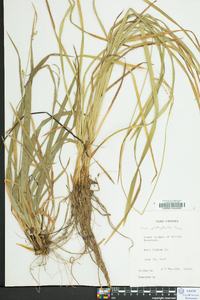 Carex platyphylla image