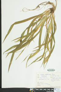 Carex platyphylla image