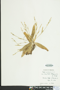 Carex platyphylla image