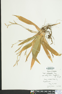 Carex platyphylla image