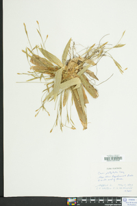 Carex platyphylla image