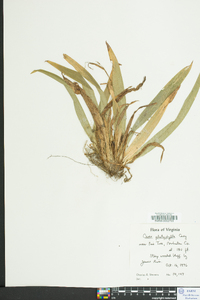 Carex platyphylla image