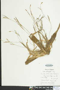 Carex platyphylla image