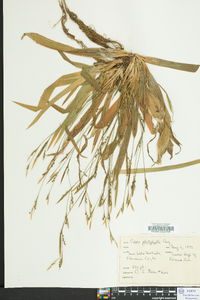 Carex platyphylla image