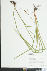 Carex polymorpha image