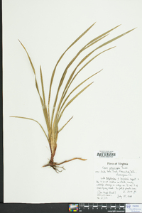 Carex polymorpha image