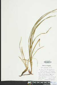 Carex polymorpha image