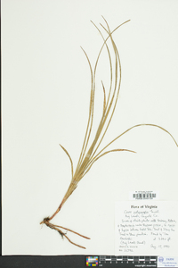 Carex polymorpha image