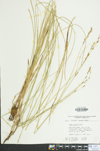 Carex prairea image