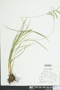 Carex prasina image