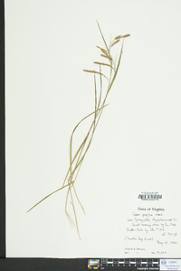 Carex prasina image