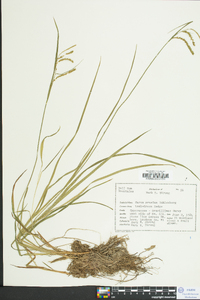 Carex prasina image