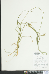 Carex prasina image