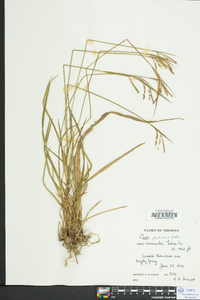 Carex prasina image