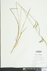 Carex prasina image