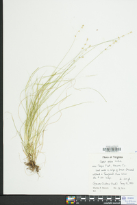 Carex radiata image