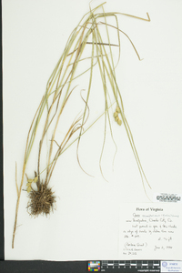 Carex reniformis image