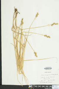 Carex reniformis image