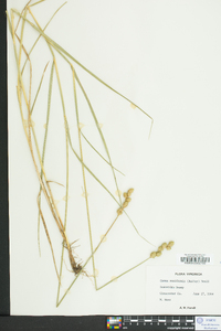 Carex reniformis image