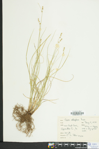 Carex retroflexa image