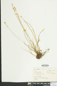 Carex retroflexa image