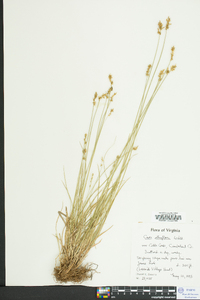 Carex retroflexa image