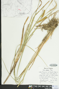 Carex rostrata image