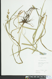 Carex scabrata image