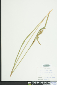 Carex scabrata image