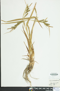 Carex scabrata image