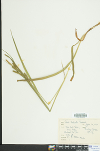 Carex scabrata image