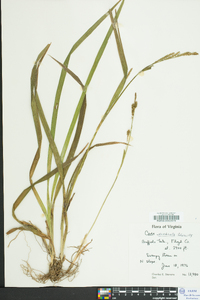 Carex scabrata image