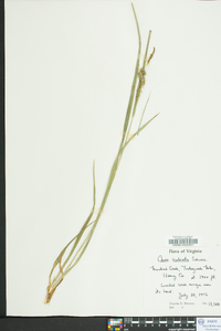 Carex scabrata image