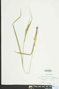 Carex scabrata image