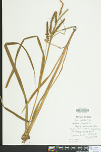 Carex scabrata image